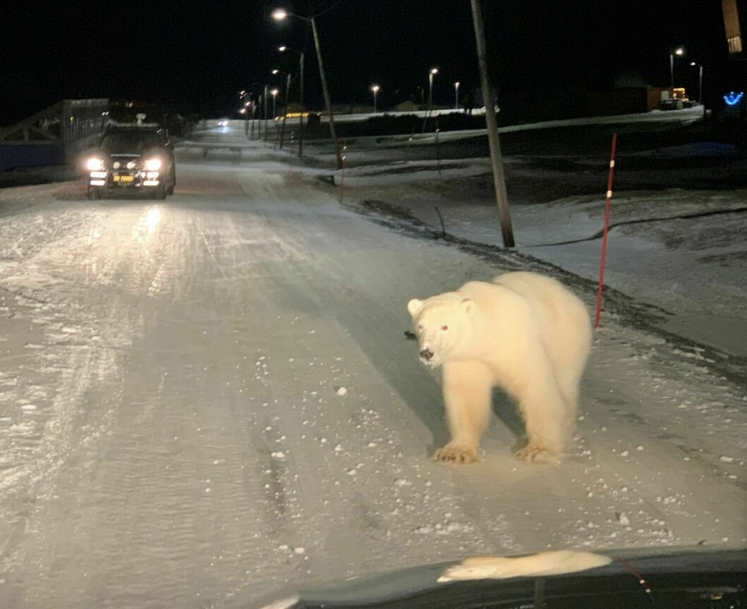 Bilde fra isbjørnbesøk 2. juledag. Prøver viser at dette er en annen bjørn enn den som ble skutt natt til 1. nyttårsdag.