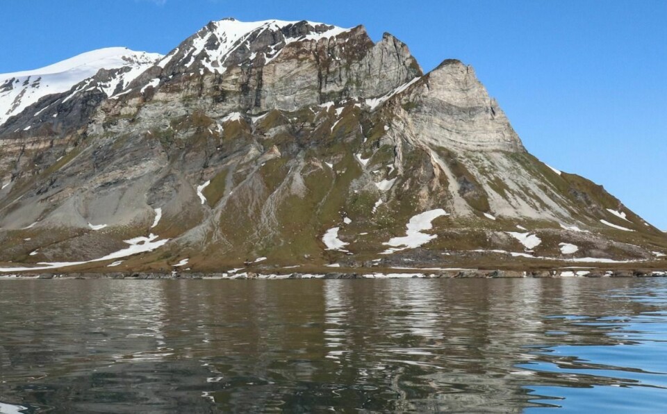 ER UNDERSØKT: Fuglefjellet Alkhornet, ytterst i Isfjorden, har rikt med vegetasjon, men forskerne fant ingen spor av fremmede arter som tidligere har blitt funnet der.