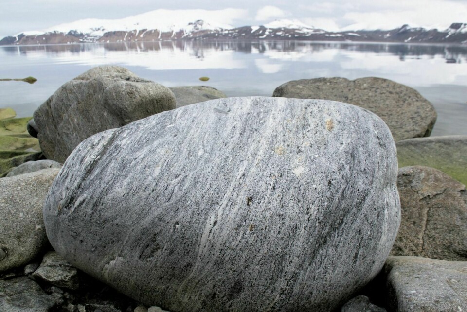 Gneis i sitt rette element i Raudfjorden nord på Svalbard.
