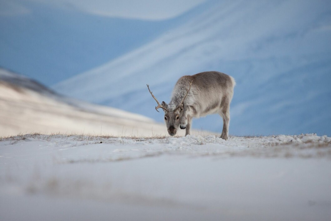 Årets vinter gir «gode gammeldagse» forhold for svalbardreinen. Lite snø gir god tilgang til beite og vi forventer at mange reinsdyr overlever og at de fleste simlene får en kalv. Norsk Polarinstitutt sine tellinger i juni/juli vil gi svar. Årets vinter gir «gode gammeldagse» forhold for svalbardreinen. Lite snø gir god tilgang til beite og vi forventer at mange reinsdyr overlever og at de fleste simlene får en kalv. Norsk Polarinstitutt sine tellinger i juni/juli vil gi svar.