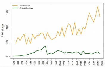 Tidsseriedata (1978-2019) fra to av reinsdyrbestandene hvor det har vært drevet årlige strukturtellinger - Adventdalen (orange) og Brøggerhalvøya (grønn9 – AV Norsk Polarinstitutt. Tidsseriedata (1978-2019) fra to av reinsdyrbestandene hvor det har vært drevet årlige strukturtellinger - Adventdalen (orange) og Brøggerhalvøya (grønn9 – AV Norsk Polarinstitutt.