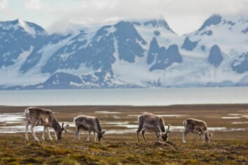 Den lengste tidsserien for reinsdyr på Svalbard kommer fra Brøggerhalvøya (1978 til i dag). I dag inngår Brøggerhalvøya og de sørliggende øyrene, Sarsøyra og Kaffiøyra, i Norsk Polarinstitutt sin intensive overvåking av kystbestander av reinsdyr.