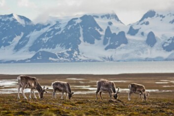 Den lengste tidsserien for reinsdyr på Svalbard kommer fra Brøggerhalvøya (1978 til i dag). I dag inngår Brøggerhalvøya og de sørliggende øyrene, Sarsøyra og Kaffiøyra, i Norsk Polarinstitutt sin intensive overvåking av kystbestander av reinsdyr. Den lengste tidsserien for reinsdyr på Svalbard kommer fra Brøggerhalvøya (1978 til i dag). I dag inngår Brøggerhalvøya og de sørliggende øyrene, Sarsøyra og Kaffiøyra, i Norsk Polarinstitutt sin intensive overvåking av kystbestander av reinsdyr.