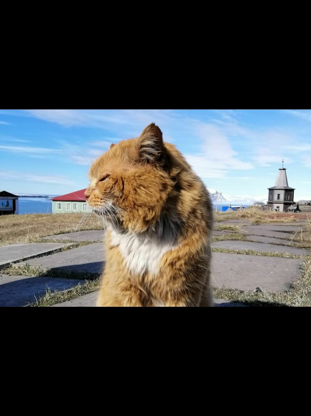 IKKE FLERE: Det skal fortsatt finnes Barentsburg, men de får ikke selskap av flere. Innførsel er ulovlig, og nylig ble to katter returnert med samme fly som de kom med.