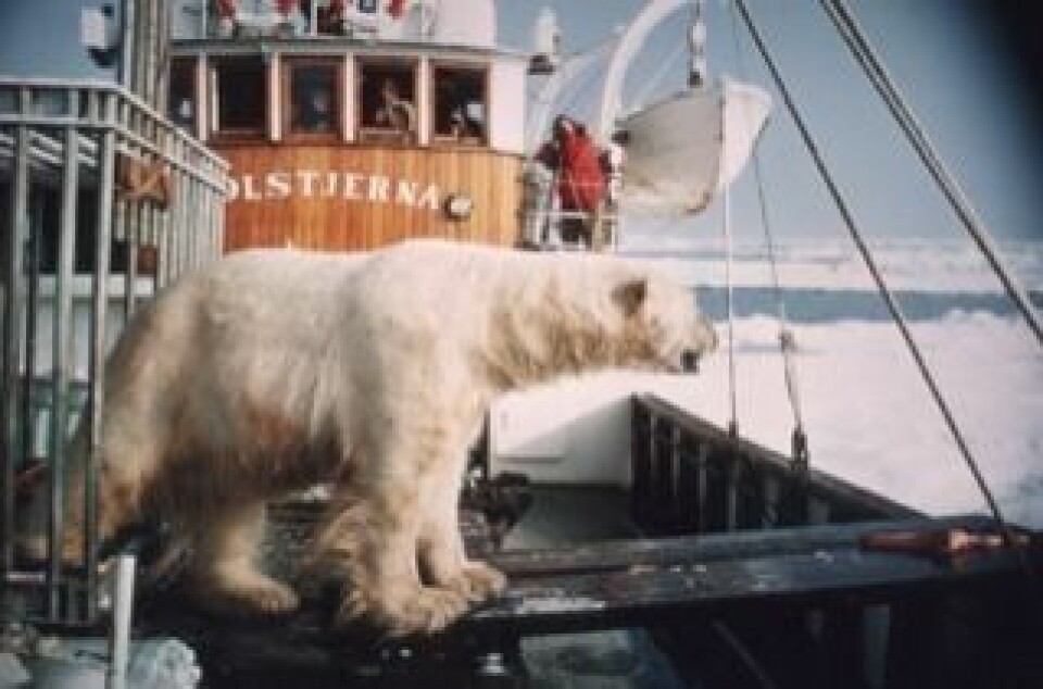 Isbjørn slippes løs etter merking og undersøkelser øst på Svalbard i 1968.