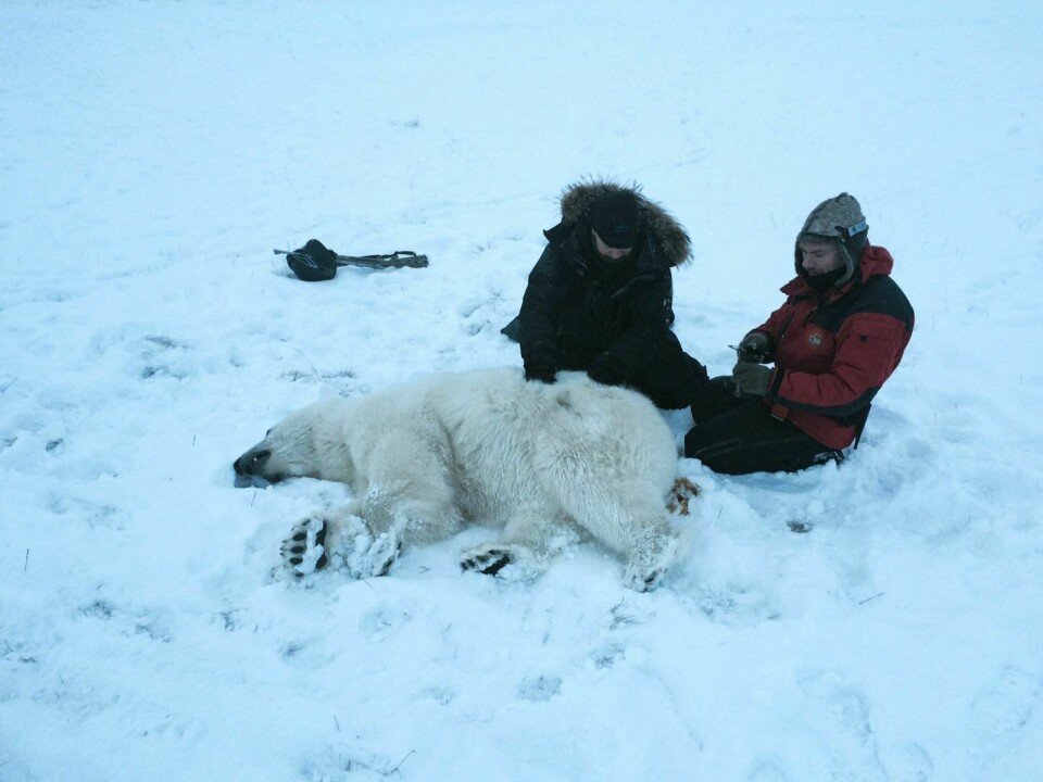 Isbjørnen ble bedøvet i Adventdalen. Sysselmannen fikk hjelp av biolog Rupert Krapp fra Norsk Polarinstitutt (t.h.).