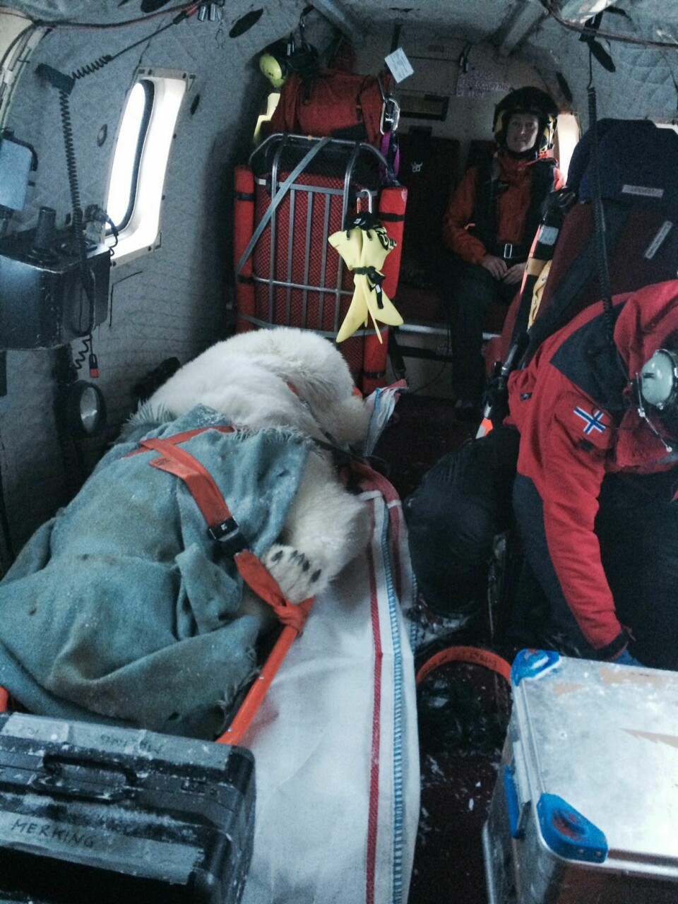 Ibjørnen ble flyet bort fra Longyearbyen med helikopter. Målet var å fly den bort fra Spitsbergen.