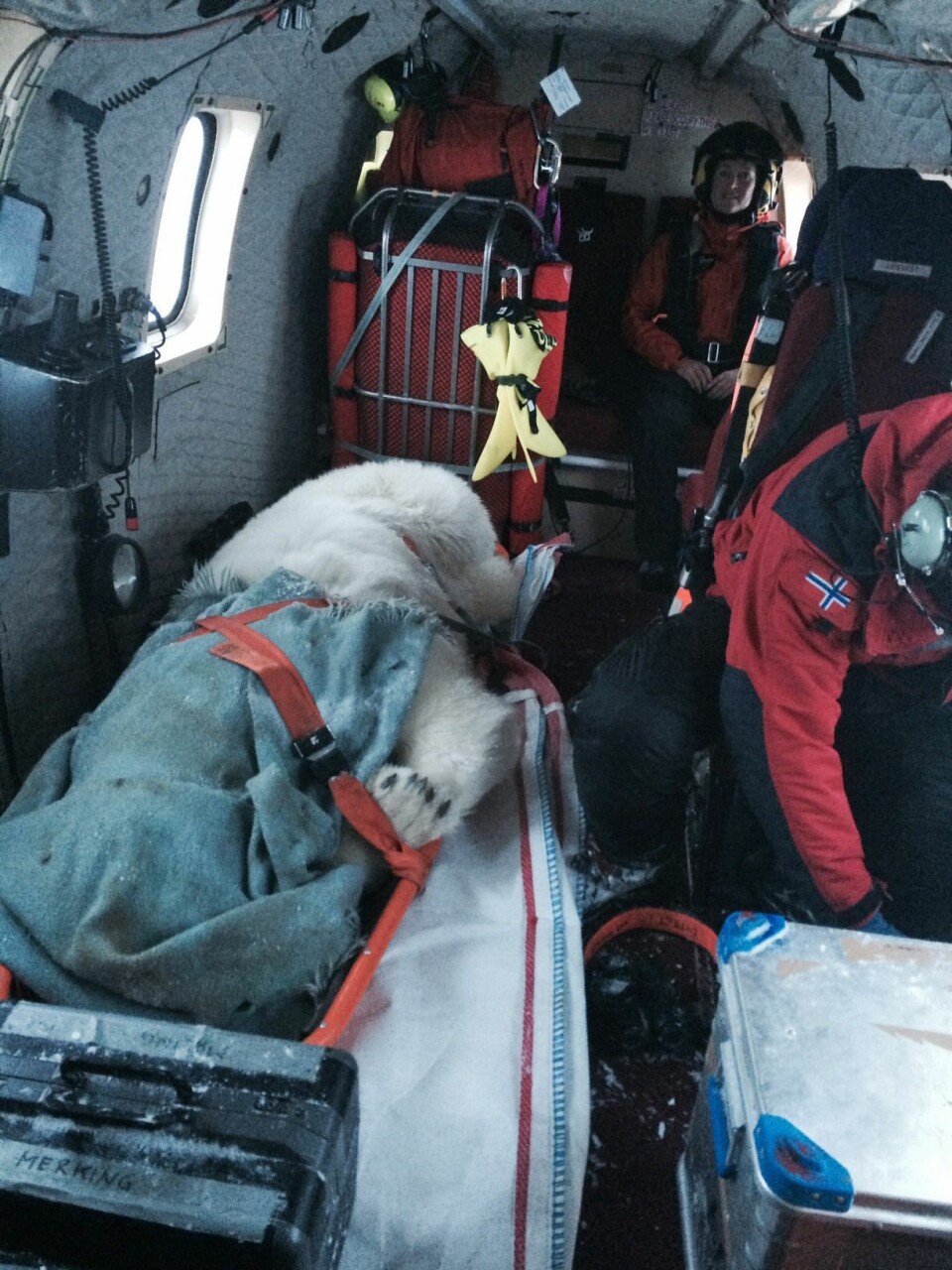 Ibjørnen ble flyet bort fra Longyearbyen med helikopter. Målet var å fly den bort fra Spitsbergen. Ibjørnen ble flyet bort fra Longyearbyen med helikopter. Målet var å fly den bort fra Spitsbergen.
