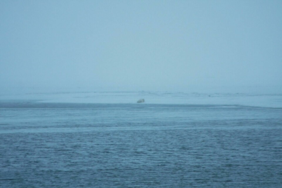 Isbjørnen lå torsdag formiddag og sov i iskanten innerst i Adventfjorden.