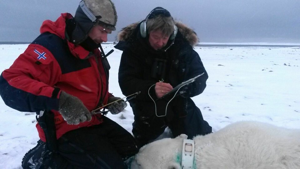 Rupert Krapp fra Norsk Polarinstitutt (t.v.) var med Sysselmannen og seniorrådgiver i naturforvaltning Eigil Movik for å bedøve og merke isbjørnen.