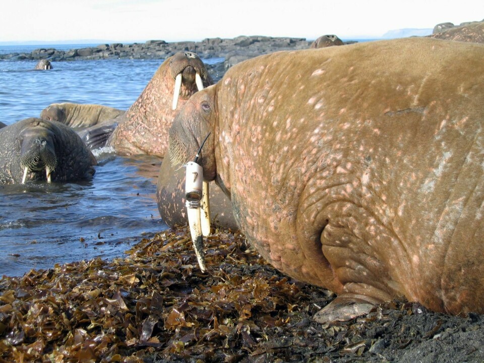 Fig. 2: Hvalross med påmontert satellittsender. Disse senderne har gitt oss mye informasjon om utbredelse, vandringer og dykkeatferd til hvalrossene på Svalbard. I tillegg har de gitt informasjon om når hvalrossene ligger opp på land og når de er ute på sjøen. Sistnevnte brukes til å beregne antall dyr som var på sjøen når tellingene av hvalross på land ble foretatt.