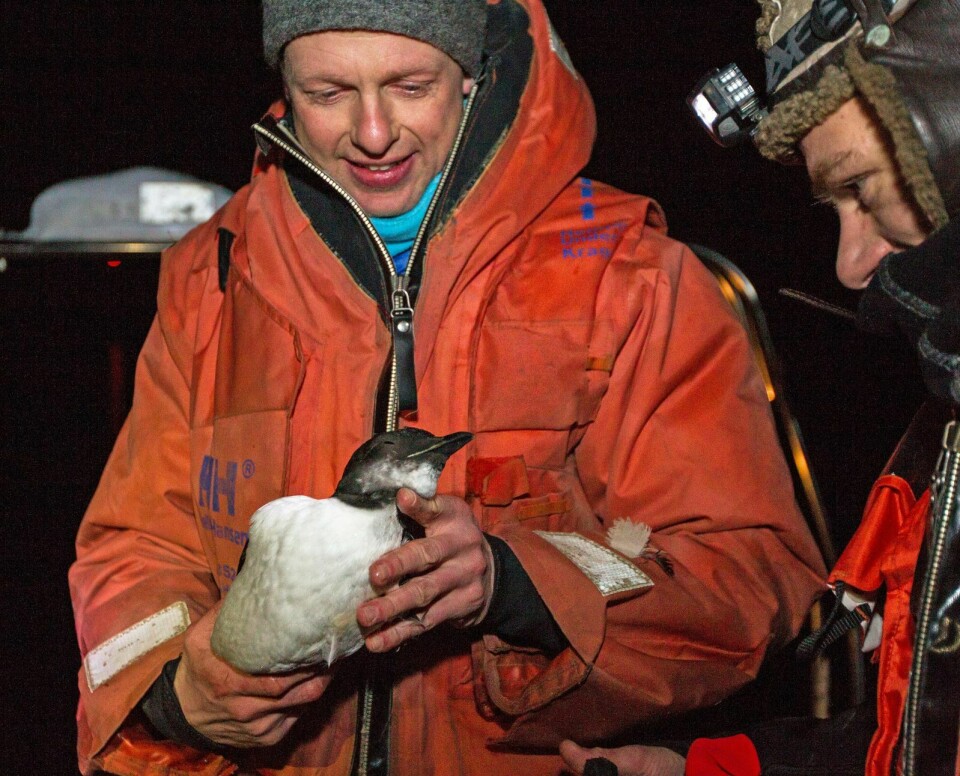 Førsteamanuensis Øystein Varpe (Unis og Akvaplan-niva, t.v.) og Rupert Krapp (Norsk Polarinstitutt) med en polarlomvi fra Kongsfjorden januar 2014. Senere undersøkelser viste at denne fuglen var stappmett på tanglopper!