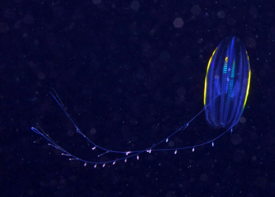 Ribbemaneten Euplokamis har to lange tentakler som er utstyrt med «knopper» som er en spiraltråd som skytes ut i vannet i nærvær av byttedyr.