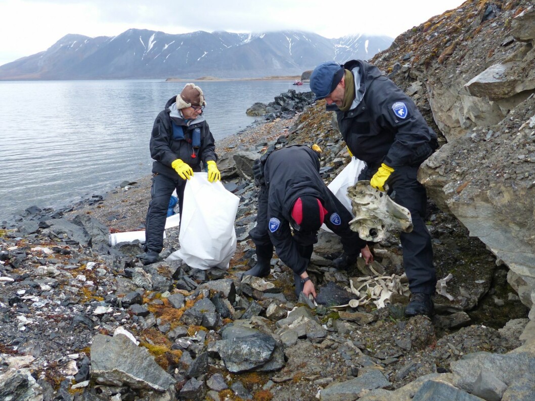 Sysselmannen skulle hente inn narhvalskjelettet 6. september. IKT-rådgiver Jan Are Otnes fra Sysselmannen (t.h.) holder hodeskallen som var uten støttann. Sysselmann Odd Olsen Ingerø (t.v.) og Bjarte Benberg fra Sysselmannens miljøvernavdeling var også med på skjelettinnhentingen. Sysselmannen skulle hente inn narhvalskjelettet 6. september. IKT-rådgiver Jan Are Otnes fra Sysselmannen (t.h.) holder hodeskallen som var uten støttann. Sysselmann Odd Olsen Ingerø (t.v.) og Bjarte Benberg fra Sysselmannens miljøvernavdeling var også med på skjelettinnhentingen.