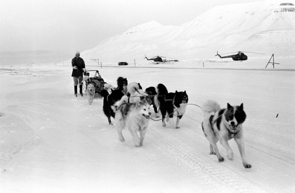 Kjell Magne Lavik og hundepannet på vei innover Adventdalen en aprildag i 1974.