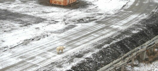 Isbjørn tok seg inn på hotellet