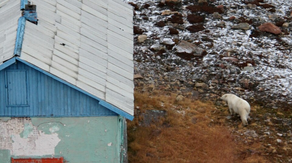 Isbjørnen har ruslet rundt i bebyggelsen i flere dager. Isbjørnen har ruslet rundt i bebyggelsen i flere dager.