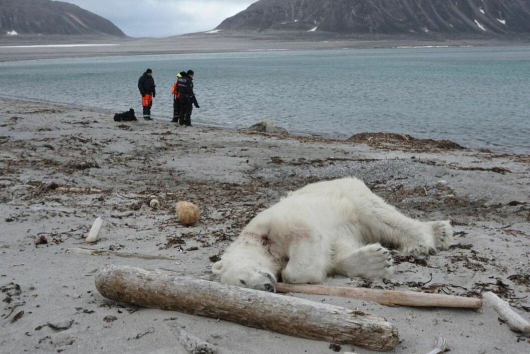 Denne isbjørnen ble skutt på Phippsøya, som er en av Sjuøyane, sommeren 2018. Etterforskningen Sysselmannen startet den gangen, har i mellomtiden vært hos Arbeidstilsynet. Nå sendes saken snart til endelig behandling hos statsadvokaten. Foto: Gustav Busch Arntsen / Sysselmannen