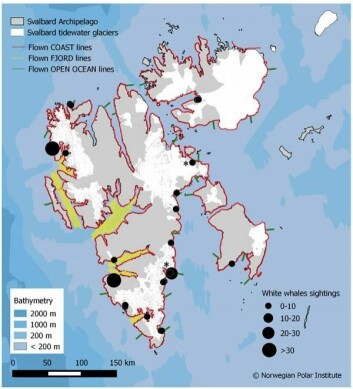 Kart som viser hvor flygningene ble foretatt (rød linje langs kysten, gule linjer er transekter ute i fjordene og grønne fra land og utover). Svarte sirkler viser hvor hvithval ble observert (noe overlappende sirkler på steder hvor grupper ble observert i nærheten av hverandre) og stjerne er på steder hvor kalver ble observert. Kart som viser hvor flygningene ble foretatt (rød linje langs kysten, gule linjer er transekter ute i fjordene og grønne fra land og utover). Svarte sirkler viser hvor hvithval ble observert (noe overlappende sirkler på steder hvor grupper ble observert i nærheten av hverandre) og stjerne er på steder hvor kalver ble observert.