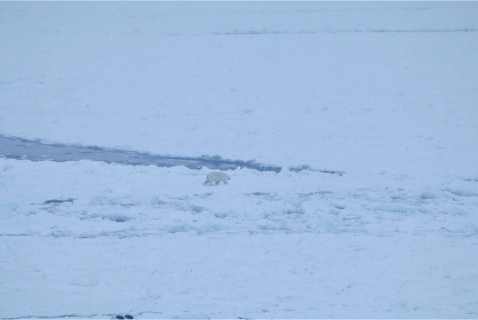 Isen pakker seg rundt Bjørnøya. Det gir isbjørnen bedre forhold for en visitt innom.