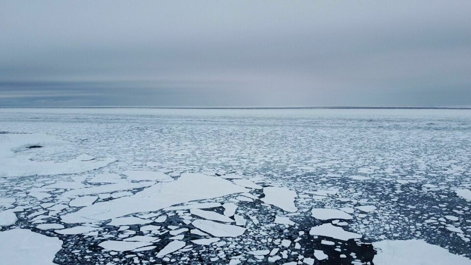 HAVISEN KOMMER: Isen har pakket seg rundt Bjørnøya den siste uka. Foto: Frank Andreas Amdal