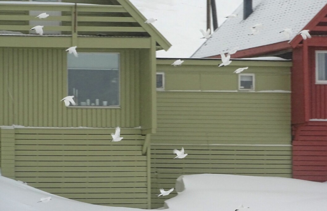 FLOTT SYN: Rypeflokk i Longyearbyen sentrum torsdag formiddag. FLOTT SYN: Rypeflokk i Longyearbyen sentrum torsdag formiddag.