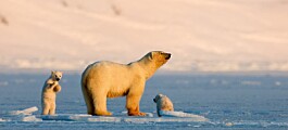 Skuter-nei kan stoppe ny isbjørn-film