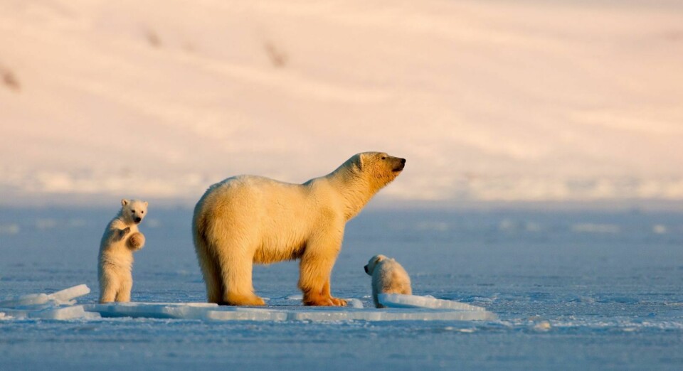 FAMILIEFILM: Filmen om Isbjørnbinna 'Frost' med ungene 'Snø' og 'Is' er sett av flere enn 100 millioner mennesker. De siste opptakene til oppfølgeren skal etter planen gjøres fram til midten av mai.