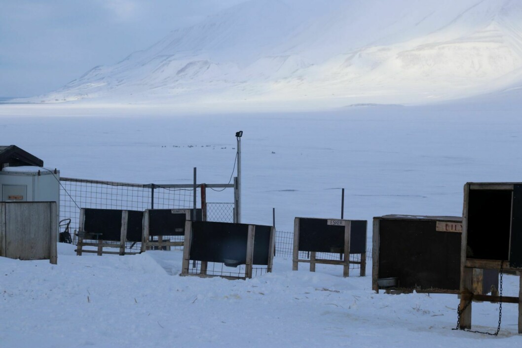 KONTANTSTØTTE: Turistbedrifter med hunder på Svalbard, skal også få kontantstøtte for faste utgifter til stell og fôr, lover Finansdepartementet.