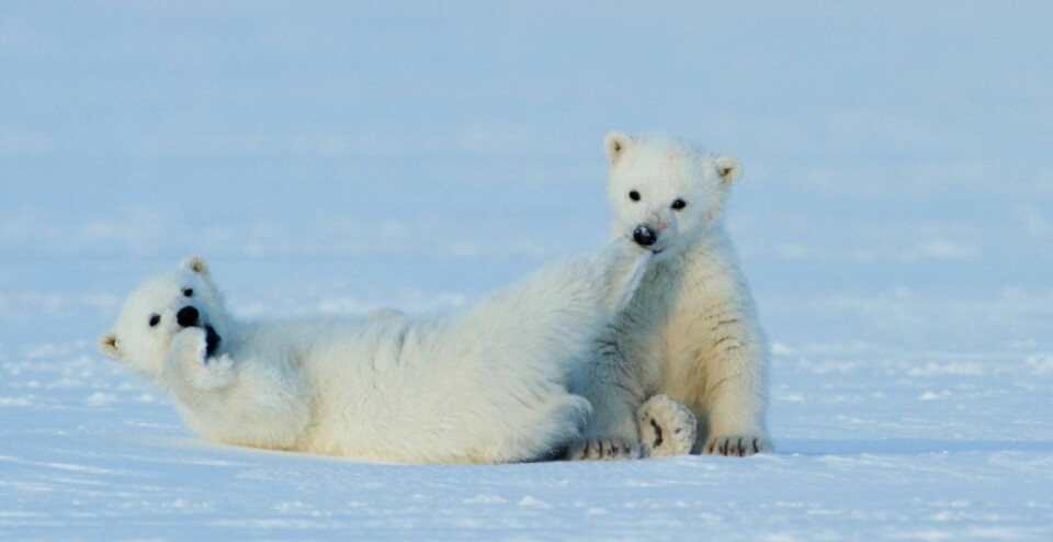 NYE UNGER: Isbjørnbinna kjent som 'Frost' på TV-film, har trolig fått to nye unger. Disse er fra hennes forrige kull, som i filmen fikk navnene 'Snø' og 'Is'.