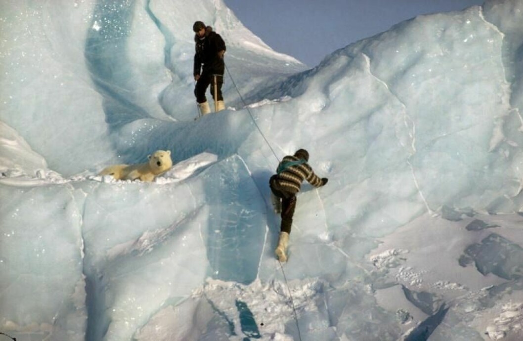 Isbjørnen er en god isklatrer. Her en bedøvet isbjørn på Grønland som skal heises ned for prøvetaking.