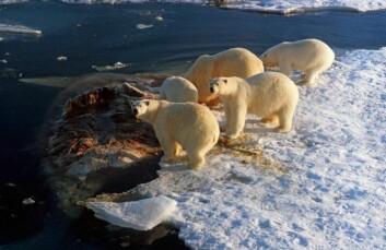 Et hvalkadaver har samlet flere isbjørner til et etegilde.