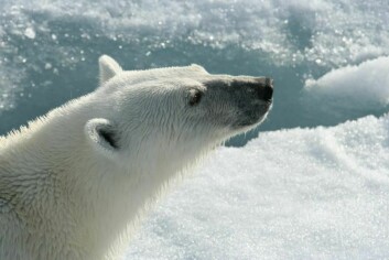 Luktesansen til isbjørenen er eksepsjonell. På lang avstand får den ferten av ringsel på isen.