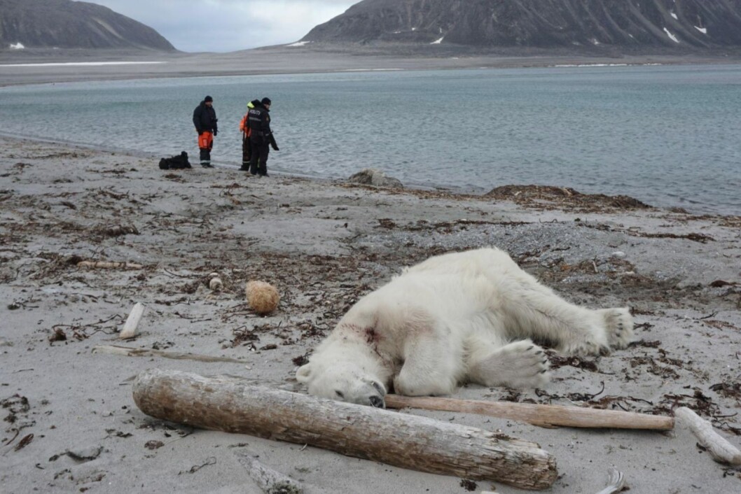 Denne isbjørnen ble skutt på Phippsøya, som er en av Sjuøyane, sommeren 2018. Denne isbjørnen ble skutt på Phippsøya, som er en av Sjuøyane, sommeren 2018.