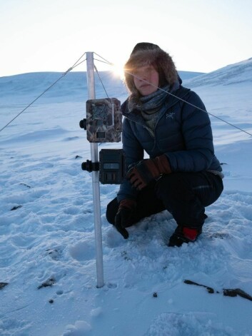 Utplassering av kamera med bevegelsesensor utenfor isbjørnhi. Samarbeid med Polar Bear International.