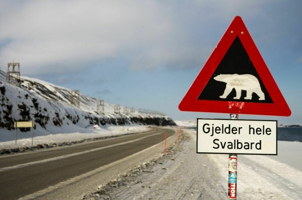 Isbjørnskiltet varlser om at det er isbjørnfare så fort man forlater byen. Dette står på veien ut mt flyplassen.