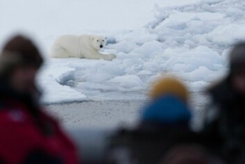 Passasjerer betrakter isbjørn trygt fra skip.