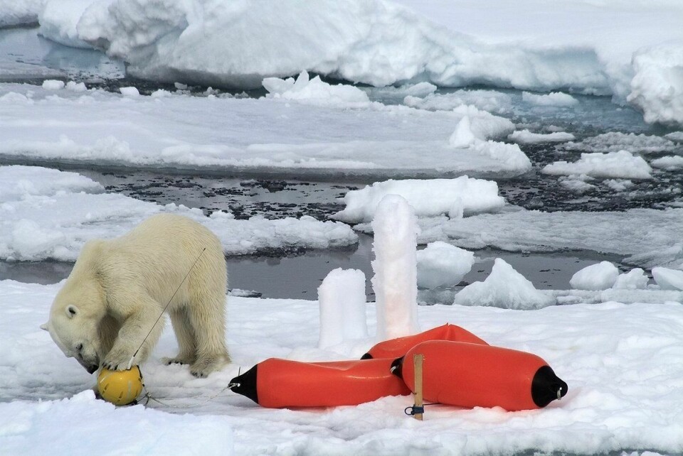 Isbjørn undersøker forskningsinstrumenter.