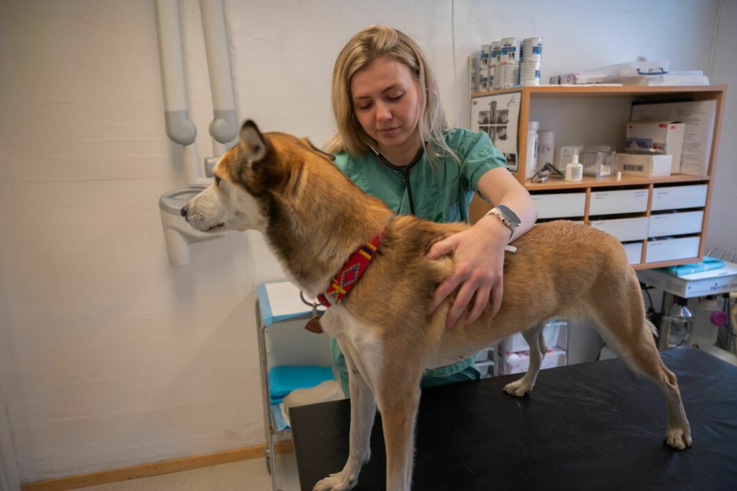 Kristina Hope er veterinær i Longyearbyen. Hun ønsker et samarbeid med Sysselmannen og Norsk Polarinstitutt.