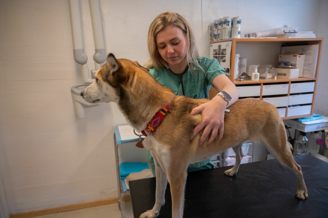 Kristina Hope er veterinær i Longyearbyen. Hun ønsker et samarbeid med Sysselmannen og Norsk Polarinstitutt. Kristina Hope er veterinær i Longyearbyen. Hun ønsker et samarbeid med Sysselmannen og Norsk Polarinstitutt.