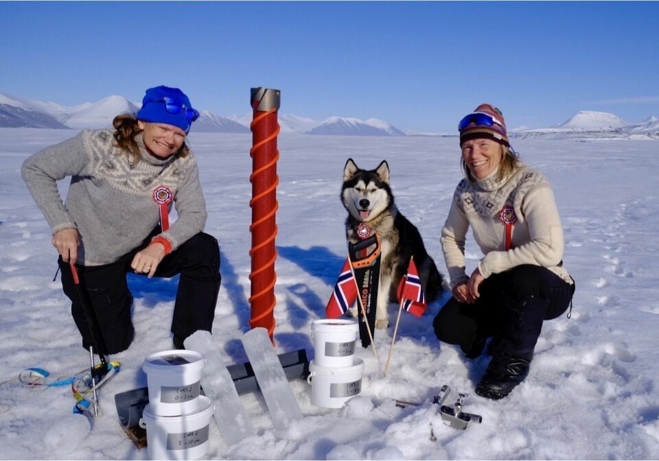 Hilde Fålun Strøm og Sunniva Sorby kjent som «Hearts in the Ice» har vært på Bamsebu i Van Keulenfjorden siden september 2019. Sammen med sin trofaste følgesvenn Ettra har de tatt iskjerner for UNIS gjennom hele vinteren. Iskjerner som smeltes og analyseres for å studere mikroskopiske dyr! I en kvadratmeter sjøis kan det være opp mot 40 000 små larver av bunndyr inni isen. Disse småkrypa gresser aktivt på små alger (isalger) som kan sees som et brunt lag inni og på undersiden av sjøisen i april og mai. Hilde Fålun Strøm og Sunniva Sorby kjent som «Hearts in the Ice» har vært på Bamsebu i Van Keulenfjorden siden september 2019. Sammen med sin trofaste følgesvenn Ettra har de tatt iskjerner for UNIS gjennom hele vinteren. Iskjerner som smeltes og analyseres for å studere mikroskopiske dyr! I en kvadratmeter sjøis kan det være opp mot 40 000 små larver av bunndyr inni isen. Disse småkrypa gresser aktivt på små alger (isalger) som kan sees som et brunt lag inni og på undersiden av sjøisen i april og mai.