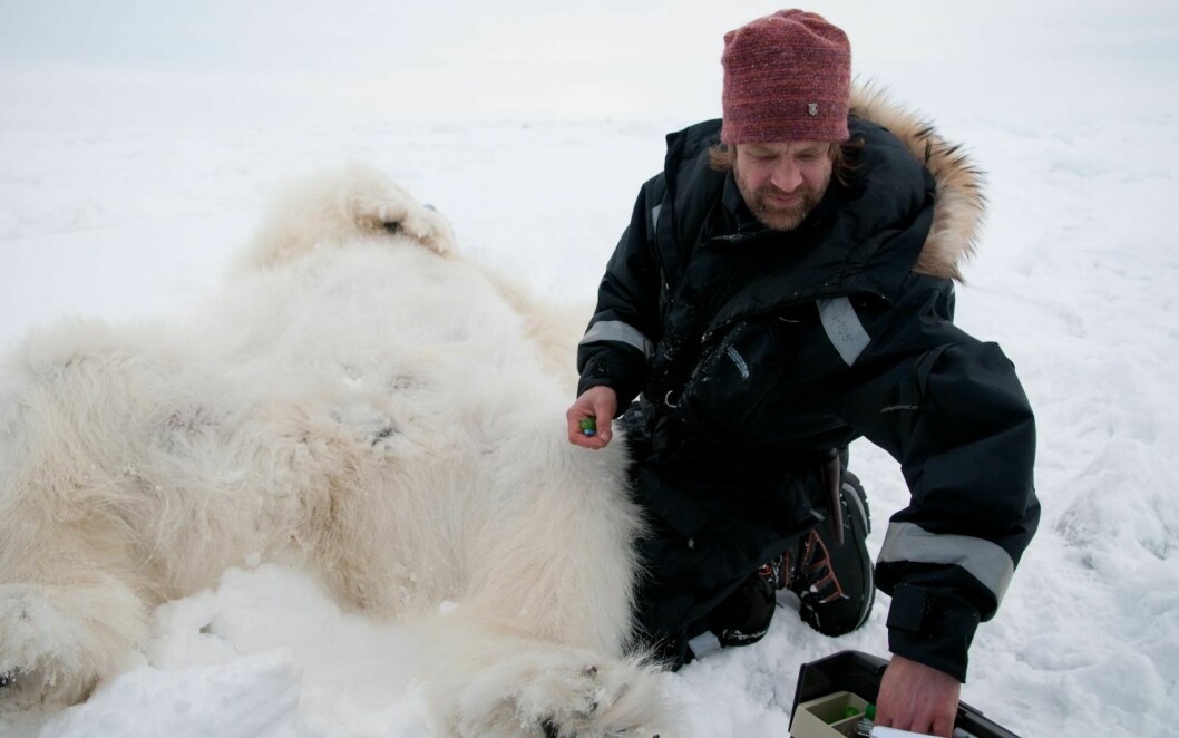 Isbjørnforsker Jon Aars på feltarbeid i 2011.