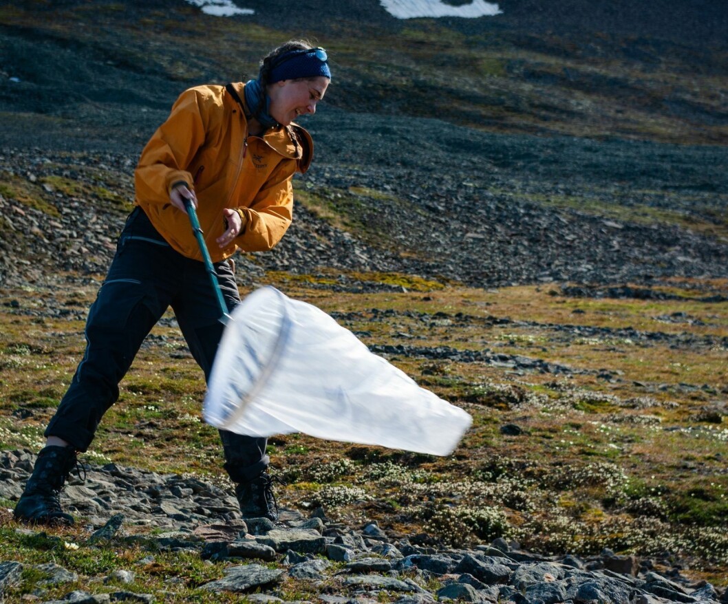 Rebekka Ween jakter pollinerende insekter med håv. Rebekka Ween jakter pollinerende insekter med håv.
