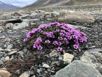 Rødsildre (Saxifraga oppositifolia) blomstrer først av alle, og får de første pollinatorene helt for seg selv. Rødsildre (Saxifraga oppositifolia) blomstrer først av alle, og får de første pollinatorene helt for seg selv.