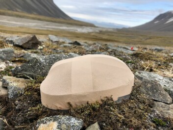 En fjellsmelle (Silene acaulis) med strømpe på for å holde pollinatorene ute. En fjellsmelle (Silene acaulis) med strømpe på for å holde pollinatorene ute.