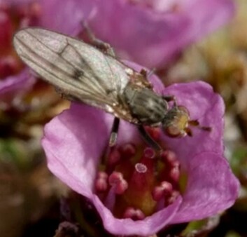 En av de sjeldnere flueartene Scoliocentra maculipennis på jakt etter mat. En av de sjeldnere flueartene Scoliocentra maculipennis på jakt etter mat.