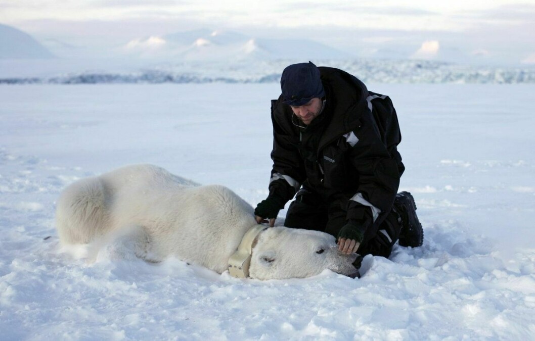 FORSKNING: Isbjørnforsker Jon Aars har festet satellitthalsbånd på bedøvet isbjørnbinne.