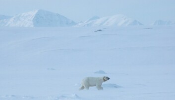 FORSKNING: Isbjørnbinne med satellitthalsbånd klar til å samle inn verdifulle data for Norsk Polarinstitutts forskere.