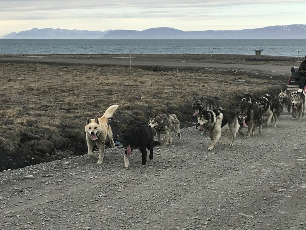 MER AKTIVITET: I takt med at antallet turister til Svalbard øker etter korona-stengingen, ser vi også flere turist-aktiviteter i lokalmiljøet. MER AKTIVITET: I takt med at antallet turister til Svalbard øker etter korona-stengingen, ser vi også flere turist-aktiviteter i lokalmiljøet.