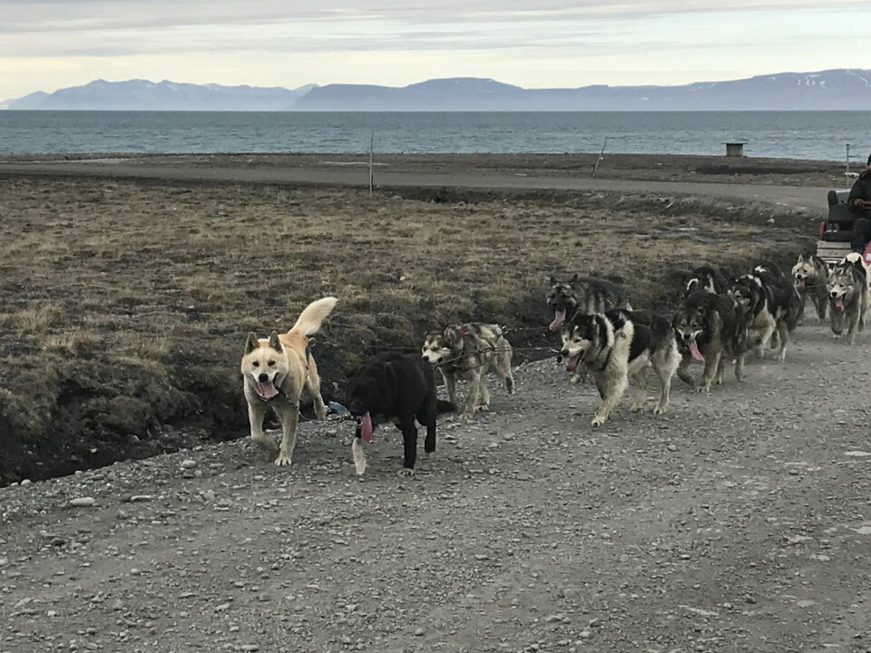 MER AKTIVITET: I takt med at antallet turister til Svalbard øker etter korona-stengingen, ser vi også flere turist-aktiviteter i lokalmiljøet. MER AKTIVITET: I takt med at antallet turister til Svalbard øker etter korona-stengingen, ser vi også flere turist-aktiviteter i lokalmiljøet.
